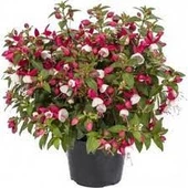 10 Adet Tohum Nadir Karışık Renkli Küpeli Küpe Çiçeği Tohumu Hediye Tohumludur - 2