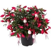 20 Adet Tohum Nadir Karışık Küpeli Çiçeği Tohumu Mezarlık Kabir Çiçeği Tohumu Saksı Toprak - 1