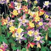 100 Adet Tohum Nadir Karışık Yer Küpelisi Küpeli Çiçeği Tohumu Hediye Tohumlu thumbnail 1