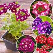 30 Adet Tohum Nadir Organik Karışık Renkli Mine Çiçeği Tohumu Mezarlık Kabir Çiçeği Tohumu - 1