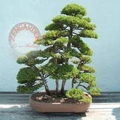 10 Adet Tohum Nadir Japon Sediri Bonsai Ağaç Tohumu Saksı Toprak Hediye - 1