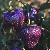 10 Adet Tohum Nadir Mor Çilek Tohumu Saksı Toprak Hediyemiz - 3