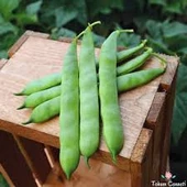 100 Adet Tohum Nadir Kılçıksız Alman Ayşe Fasulyesi Fasulye Fasülye Tohumu Hediye Tohum thumbnail 2