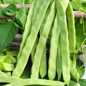100 Adet Tohum Nadir Kılçıksız Alman Ayşe Fasulyesi Fasulye Fasülye Tohumu Hediye Tohum thumbnail 3