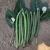 200 Adet Tohum Organik Oturak Börülce Tohumu Sürpriz Hediye Tohum thumbnail 2