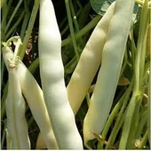 100 Adet Tohum Nadir Niğde Beyaz Fasulye Fasülye Tohumu Sürpriz Hediye Tohumlu - 2