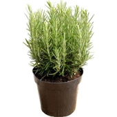 Rosemary Biberiye Fidanı 1 Adet 15-25 cm thumbnail 1