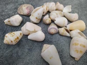 Hdmarketim Dekoratif Doğal Deniz Kabuğu 500 gr - 2