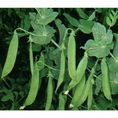 Agrobazaar Yem Bezelyesi Tohumu 25 Kg - 2