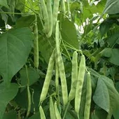 100 Adet Tohum Nadir Sarıkız Fasulye Fasülye Tohumu Oturak Sarıkız Fasulyesi Tohumu thumbnail 2