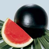 20 Adet Tohum Nadir İthal Washinton Siyah Karpuz Tohumu Hediye Tohumlu - 3