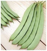200 Adet Tohum Yeşil Sarıkız Sırık Fasulye Fasülye Tohumu Sürpriz Hediye Tohum thumbnail 1