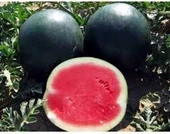 50 Adet Tohum Nadir Organik Washinton Bal Kara Siyah Karpuz Tohumu Sürpriz Hediye Tohum - 3