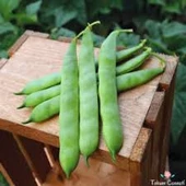 200 Adet Tohum Yeşil Sarıkız Sırık Fasulye Fasülye Tohumu Sürpriz Hediye Tohum thumbnail 2
