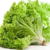 100 Adet Tohum Arap Saçı Kıvırcık Marul Tohumu Arapsaçı Marol Tohumu Saksı Toprak - 3