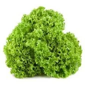 100 Adet Tohum Arap Saçı Kıvırcık Marul Tohumu Arapsaçı Marol Tohumu Saksı Toprak - 2