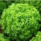 100 Adet Tohum Arap Saçı Kıvırcık Marul Tohumu Arapsaçı Marol Tohumu Saksı Toprak - 1