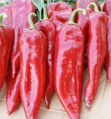 50 Adet Tohum Etli Acı Közlemelik Biber Tohumu Kırmızı Kebap Biberi thumbnail 3