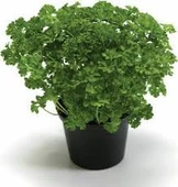 200 Adet Tohum Kıvırcık Maydanoz Tohumu Hobi Balkon Bahçe Frenk Maydonoz Tohum thumbnail 2