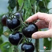 20 Adet Tohum Ojinal Organik Siyah Çeri Domatesi Domates Tohumu Siyah Çeri Hobi Balkon thumbnail 2