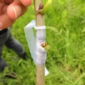 5 Adet Şeffaf Aşı Bandı Fidan Aşılama Bant Kaliteli Kullanışlı Bant - 3