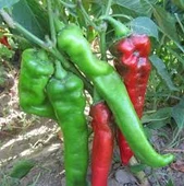 100 Adet Tohum Acı Pat Biberi Biber Tohumu Sürpriz Hediye Tohumlu thumbnail 1