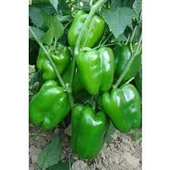 100 Adet Tohum Acı Antep Dolmalık Kurutmalık Dolma Biber Tohumu Sürpriz Hediye Tohum - 1