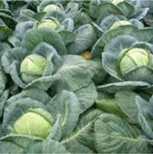 200 Adet Tohum Taze Hasat Niğde Sarmalık Lahana Tohumu Hediye Tohum - 1