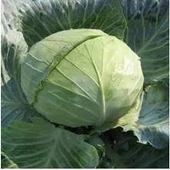 200 Adet Tohum Taze Hasat Niğde Sarmalık Lahana Tohumu Hediye Tohum - 2