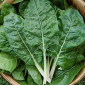 200 Adet Tohum Nadir Pazı Tohumu Börek Ispanağı Pazı Hediye Tohumlu - 3