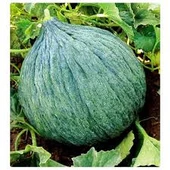 1 Paket Tohum Arzuman Hasanbey Siyah Kışlık Kavun Tohumu Hediye Tohumlu - 2