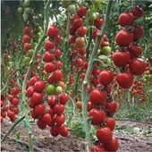 1 Paket Tohum F1 Kırmızı Sırık Domates Tohumu Hediye Tohumlu - 2