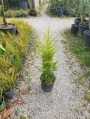 Limon Çamı Limoni Servi 30-60 cm thumbnail 4