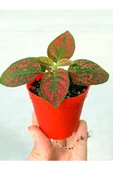 Çilli Kırmızı Fittonia Çiçeği 10-20 cm Hypoestes Hostes thumbnail 3