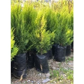 Dış Cephe Limoni Servi Limon Çamı Cupressus Macrocarpa 30-50 cm - 4