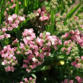 Limonium Sinuatum Deep Rose Deniz Lavantası Tohumu (30 tohum) - 1