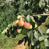 Tüplü Aşılı Erkenci Yüksek Verimli Etruşka Armut Fidanı - 1