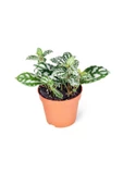 Pilea Cadierei Karyağdı Çiçeği Iç Mekan Bitkisi 10-20 cm thumbnail 2