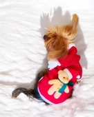 My Teddy Noel Kapşonlu Köpek Süeteri, Köpek Kıayafeti - 8