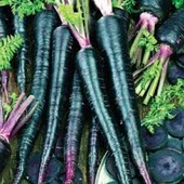 1 Paket Tohum Arzuman Siyah Havuç Tohumu Hediye Tohumlu thumbnail 2