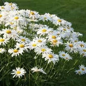 150 Adet Tohum Organik Taze Hasat Dev Beyaz Papatya Çiçeği Tohumu Saksı Toprak Hediyeli thumbnail 3