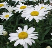 50 Adet Tohum Nadir Dev Beyaz Papatya Tohumu Saksı Toprak Hediyemiz - 1