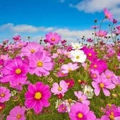 10 Adet Tohum Karışık Renkli Kosmos Çiçeği Tohumu Mezarlık Kabir Çiçeği Saksı Toprak Hediye - 3