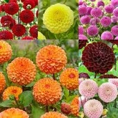 30 Adet Tohum Karışık Dehlia Yıldız Çiçeği Tohumu Sürpriz Hediye Tohumlu - 2