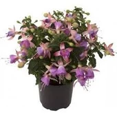 20 Adet Tohum Nadir Mor Küpeli Çiçeği Tohumu Sürpriz Hediye Tohum - 2