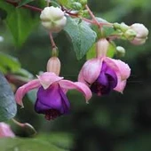 20 Adet Tohum Nadir Mor Küpeli Çiçeği Tohumu Sürpriz Hediye Tohum - 1