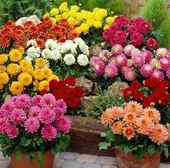 30 Adet Tohum Karışık Dehlia Yıldız Çiçeği Tohumu Sürpriz Hediye Tohumlu - 3