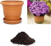 30 Adet Tohum Mor Dilber Kirpiği Çiçeği Tohumu Saksı Toprak Hediyemiz - 1