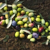 Sıkmalık ve Sofralık Tüplü Ayvalık Zeytini Fidanı thumbnail 1