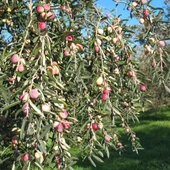 Sofralık ve Yağlık Tüplü Edremit Zeytini Fidanı - 1